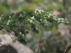 Psoralea odoratissima
