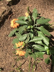 Crossandra infundibuliformis