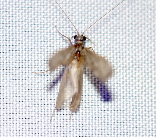 iNaturalist observation photo of Caddisflies