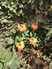 Crossandra infundibuliformis