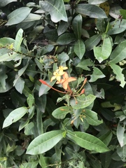 Ixora coccinea