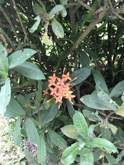 Ixora coccinea