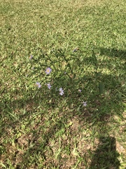 Symphyotrichum laeve