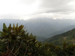 Rhododendron caucasicum