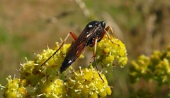 Ctenichneumon panzeri