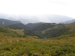 Rhododendron caucasicum
