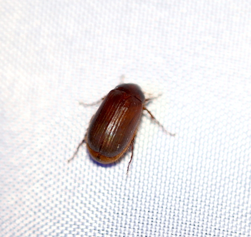 iNaturalist observation photo of June Beetles