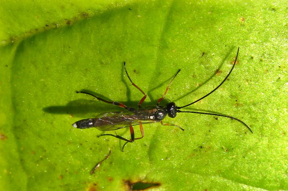 Virgichneumon callicerus