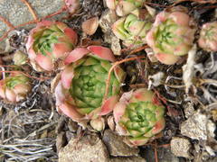 Sempervivum caucasicum