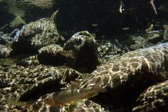 Opsariichthys pachycephalus