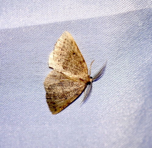 iNaturalist observation photo of Drepanulatrix