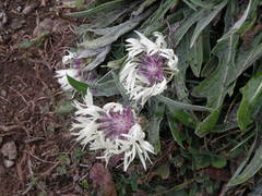 Centaurea cheiranthifolia