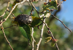 Protaetia orientalis sakaii