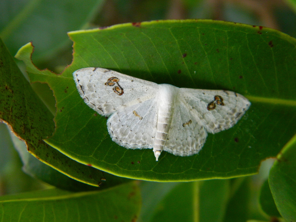 Scopulini from Madayi Para, Pazhayangadi, Kerala, India on October 6 ...