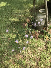 Symphyotrichum laeve