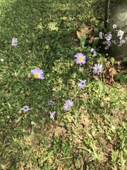 Symphyotrichum laeve