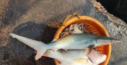 Hardsnuithaai (Carcharhinus macloti) — Carcharhinidae — 4