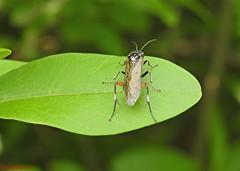 Macrophya punctumalbum
