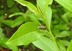 Macrophya punctumalbum