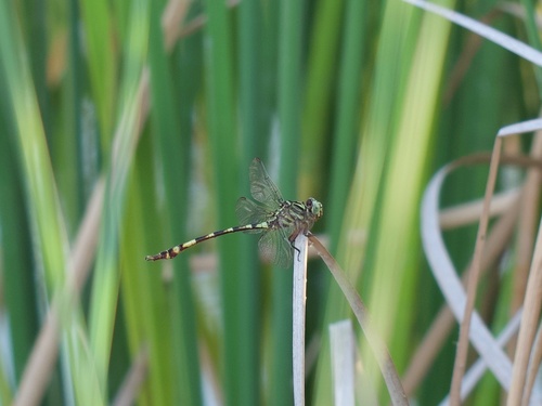 Broad-striped Forceptail photo 6