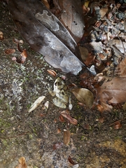 Odontobatrachus natator