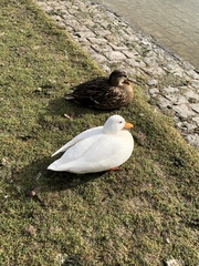 Anas platyrhynchos domesticus