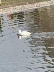 Anas platyrhynchos domesticus