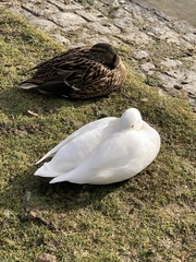 Anas platyrhynchos domesticus