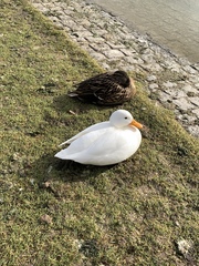 Anas platyrhynchos domesticus