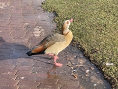 Alopochen aegyptiaca