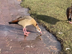 Alopochen aegyptiaca