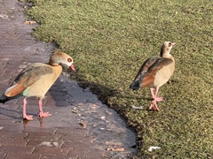 Alopochen aegyptiaca