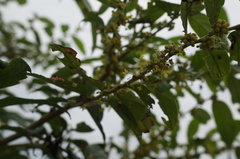 Glochidion lanceolatum