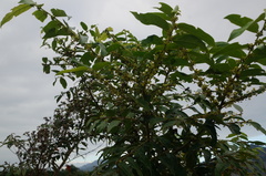 Glochidion lanceolatum