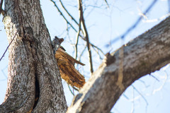 Colaptes auratus auratus