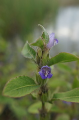 Hygrophila pogonocalyx