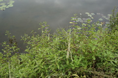 Hygrophila pogonocalyx