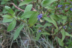 Hygrophila pogonocalyx