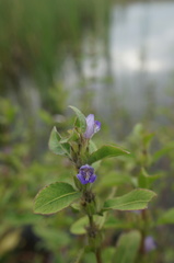 Hygrophila pogonocalyx