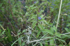 Hygrophila pogonocalyx