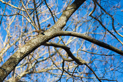 Colaptes auratus auratus