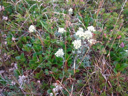 Image of Artemisia glomerata by (c) Валерия Ковалева, some rights reserved (CC BY)