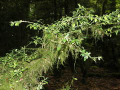 Buxus colchica