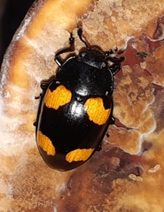 Aulacocheilus doriae