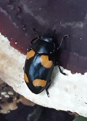 Aulacocheilus doriae