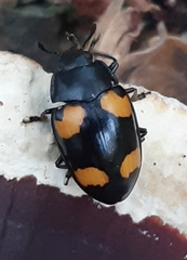 Aulacocheilus doriae