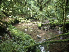 Buxus colchica