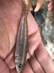 Sillaginodes punctatus