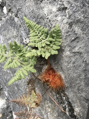 Hypodematium crenatum