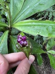 Tradescantia zanonia image